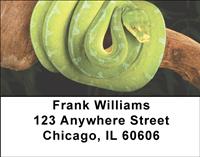 Green Snakes Address Labels
