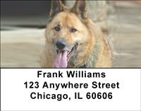 Regal Akitas Address Labels