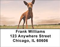 Red Miniature Pinschers Address Labels