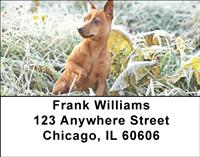 Red Miniature Pinschers Address Labels