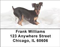 Miniature Pinschers Address Labels