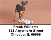 Miniature Pinschers Address Labels