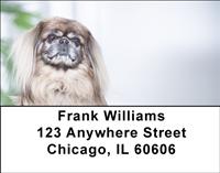Cute Pekingese Address Labels