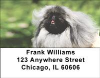 Cute Pekingese Address Labels