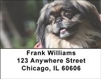 Cute Pekingese Address Labels