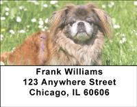 Lovely Pekingese Address Labels
