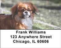 Lovely Pekingese Address Labels