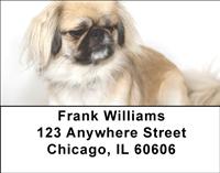 Lovely Pekingese Address Labels