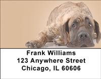 German Shorthaired Pointers Address Labels