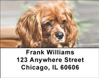 Pretty Cavalier King Charles Spaniels Address Labels