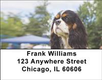 Tricolor Cavalier King Charles Spaniels Address Labels