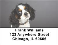 Tricolor Cavalier King Charles Spaniels Address Labels