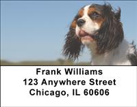 Tricolor Cavalier King Charles Spaniels Address Labels