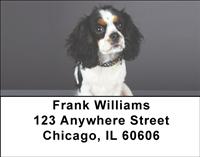 Tricolor Cavalier King Charles Spaniels Address Labels