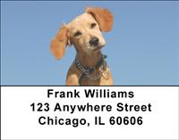 Fun Brittany Spaniels Address Labels