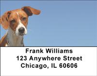 Fun Brittany Spaniels Address Labels