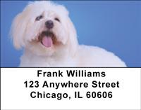 Pretty Havanese Address Labels