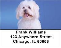 Pretty Havanese Address Labels