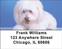 Pretty Havanese Address Labels