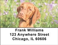 Vizslas Outdoors Address Labels