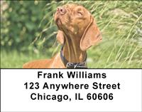 Vizslas On The Hunt Address Labels