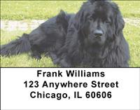 Newfoundlands Address Labels