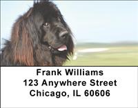 Newfoundlands Address Labels