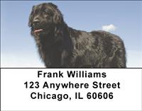 Newfoundlands Address Labels