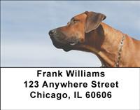 Rhodesian Ridgebacks Address Labels
