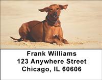 Rhodesian Ridgebacks Address Labels