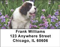 Saint Bernard Puppies Address Labels