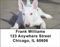 Bull Terriers Address Labels