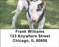 Bull Terriers Address Labels