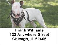Bull Terriers Address Labels