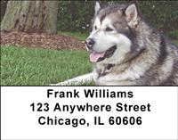 Alaskan Malamutes Address Labels