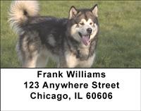 Alaskan Malamutes Address Labels