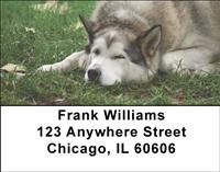 Alaskan Malamutes Address Labels