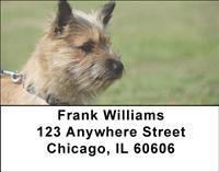Cairn Terriers Address Labels