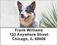Grey Australian Cattle Dogs Address Labels