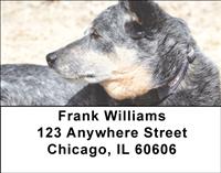Grey Australian Cattle Dogs Address Labels