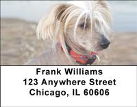 Chinese Crested Address Labels