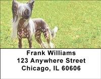 Chinese Crested On The Grass Address Labels