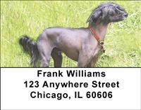 Chinese Crested On The Grass Address Labels