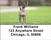 Chinese Crested On The Grass Address Labels