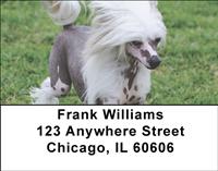 Chinese Crested On The Grass Address Labels