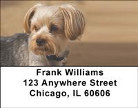 Cute Lhasa Apsos Address Labels