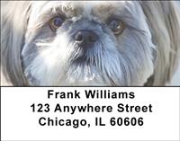 Cute Lhasa Apsos Address Labels