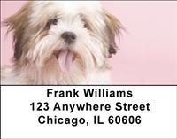 Cute Lhasa Apsos Address Labels