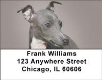 Italian Greyhounds Address Labels