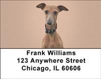 Italian Greyhounds Address Labels